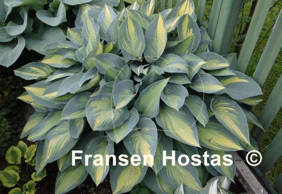 Hosta June